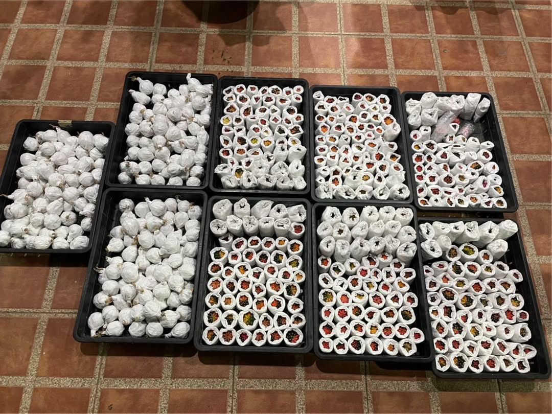 IMG-20250221-WA0002 (1)